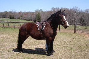 percheron_belgian_horse.jpg